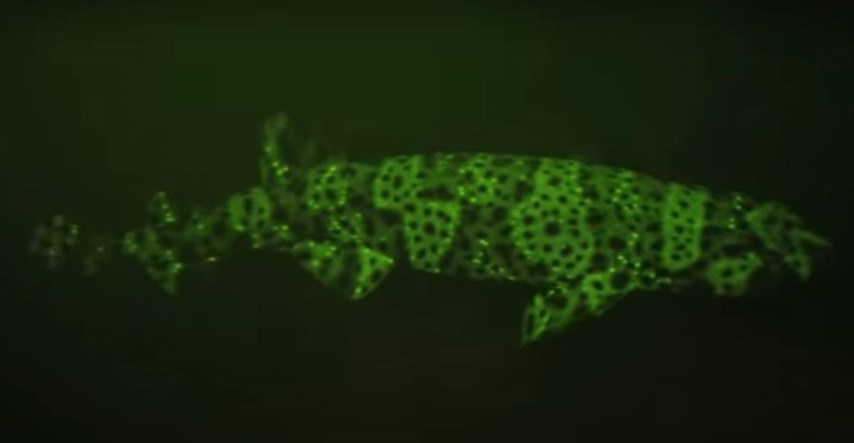 Otkrivena nova vrsta sićušnog morskog psa koji svijetli u mraku